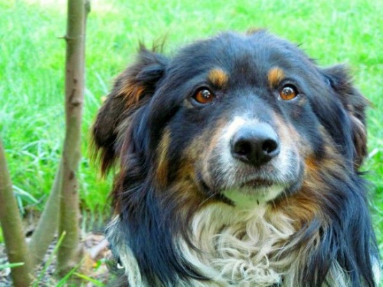 METYS - młody OWCZAREK AUSTRALIJSKI mix - TRIKOLOR do adopcji